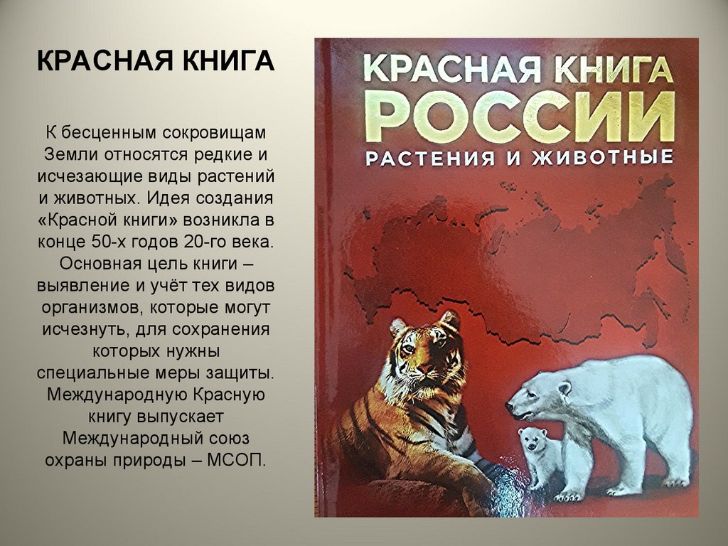 Красная книга россии окружающий мир 4: Проект «Красная книга России» для 4  класса — Школа №96 г. Екатеринбурга